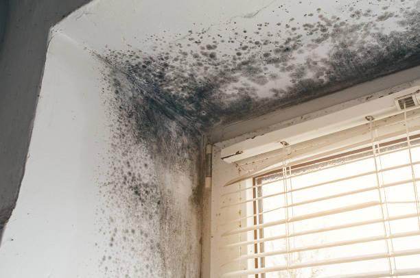 Affordable Mold Cleanup solutions in Winnetka, IL